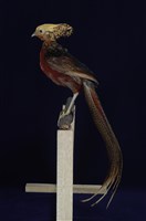 藏品(金雞)的圖片